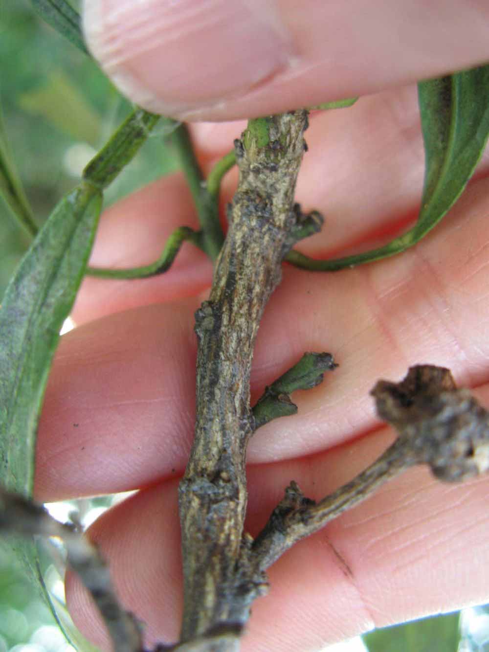                 Second - third year twig (Willowleaf, Winter Haven, FL)       